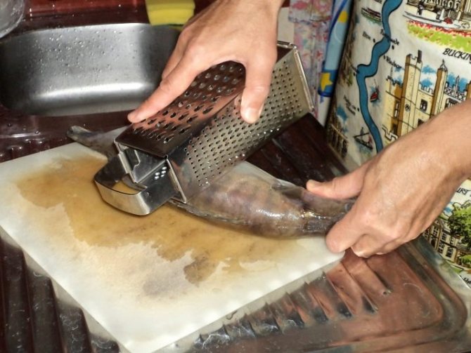 Как разделать горбушу? 11 фото Как чистить рыбу и отделять филе от костей? Пошаговая схема правильной разделки горбуши в домашних условиях