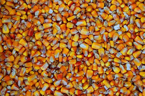 Клюет ли карась на кукурузу: ловля на вареную, ферментированную и консервированную насадку из банки, приготовление мамалыги из муки