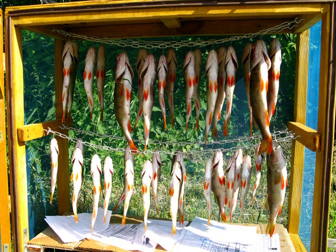 Сушилка для рыбы своими руками: устройство, чертежи подвесной, с вентилятором, разборной, фото шкафа, короба, видео