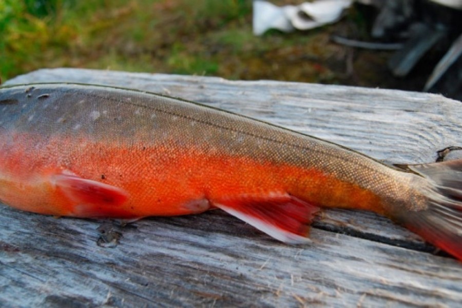 Голец Рыба Цена