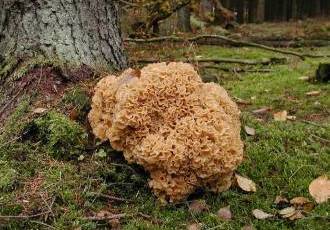 Как выглядит гриб баран - фото и подробное описание вида, особенности и места обитания